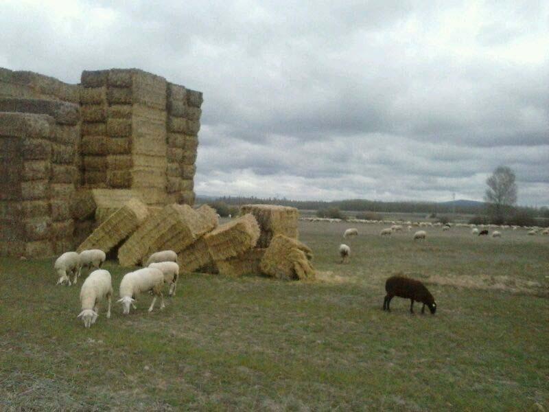 Los Sestiles Garray Kültér fotó